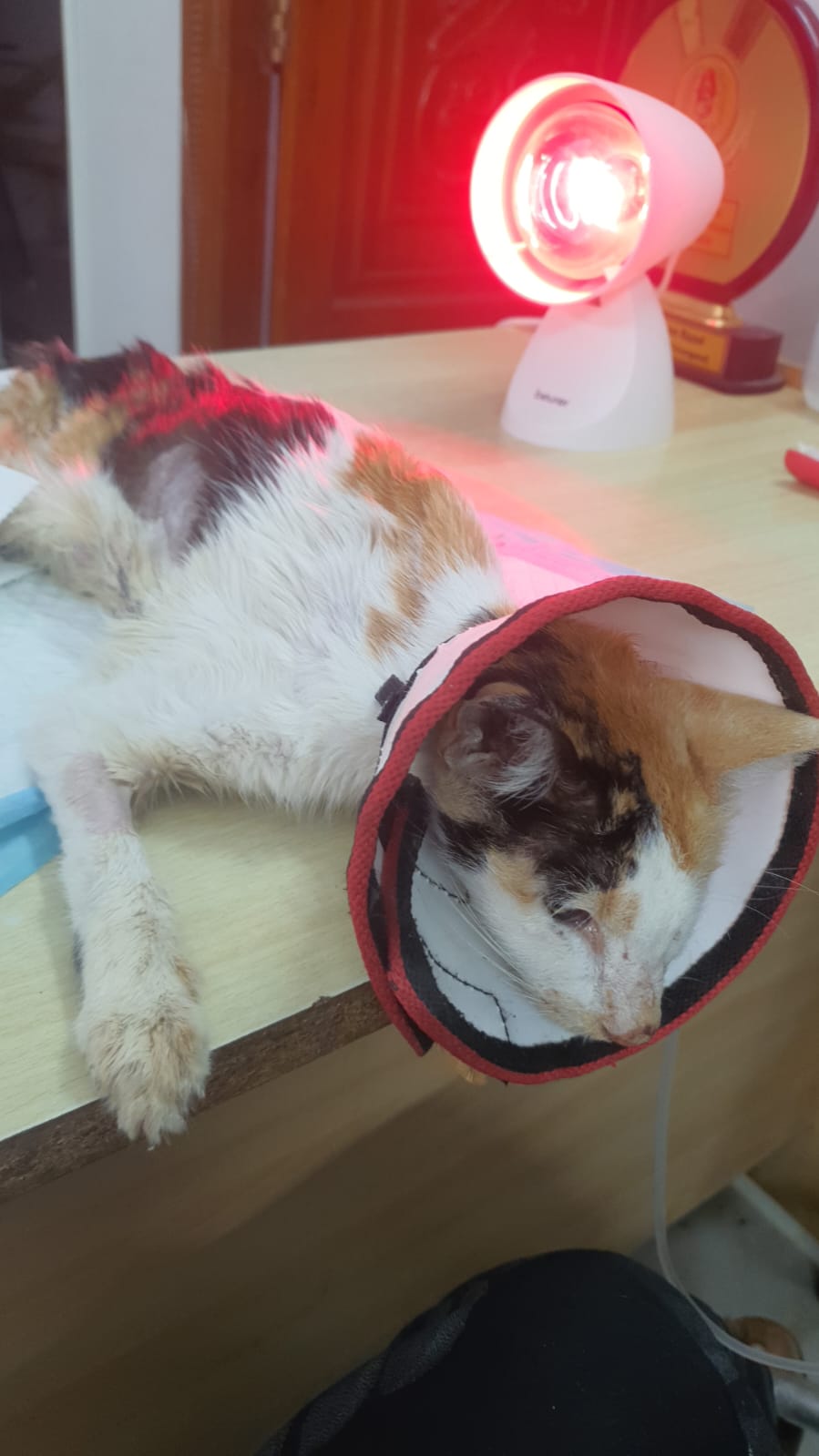Neelu under infrared lamp during treatment