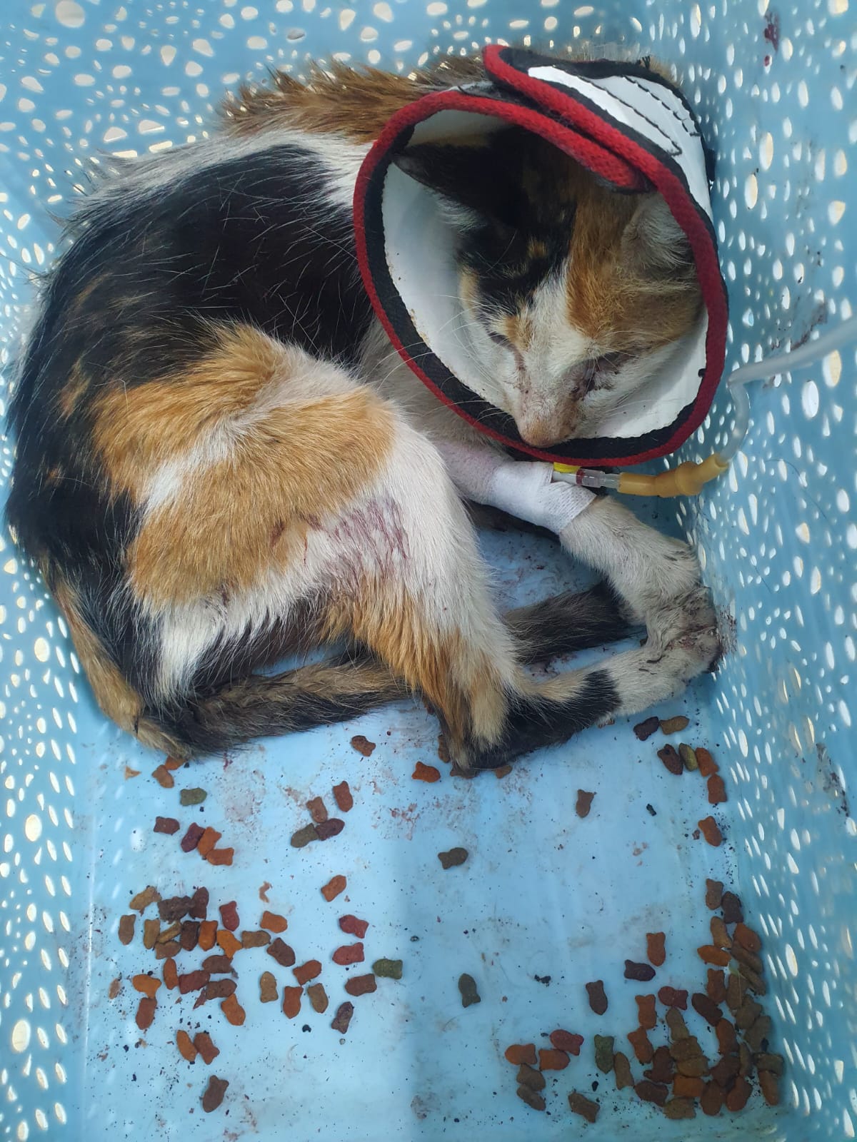 Neelu recovering in her basket