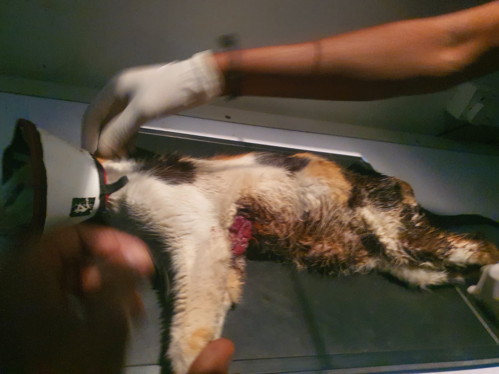 Neelu receiving treatment at the vet